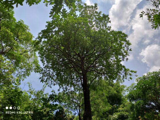 Redmi Образец камеры K30 Ultra 