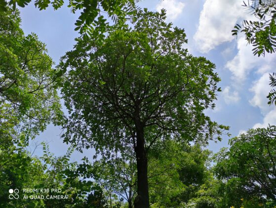 Redmi Образец камеры K30 Pro 