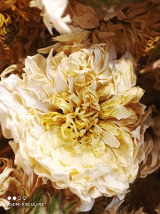 Redmi K30 Ultra Macro Sample 